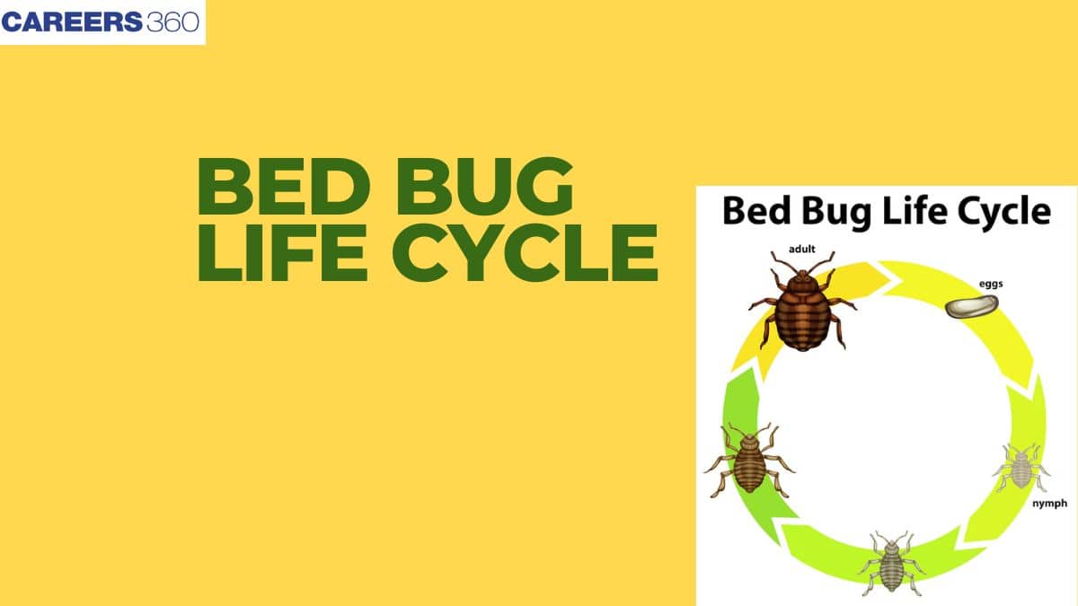 Bed Bug Life Cycle: Introduction, Stages and FAQs
